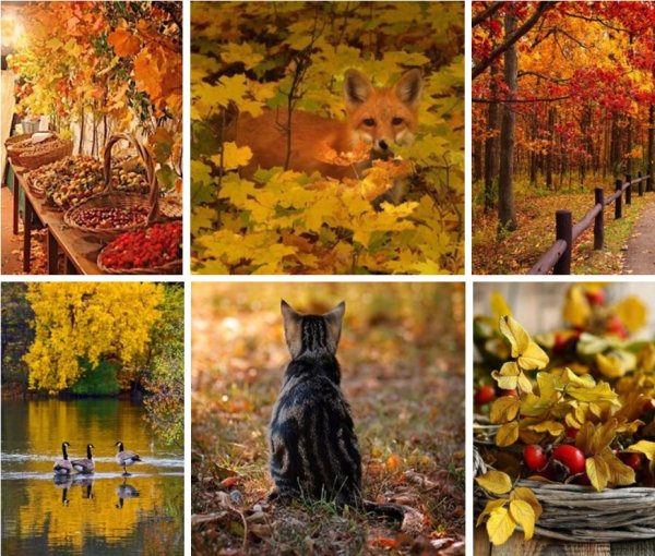 Коллажи осеь красивые осень