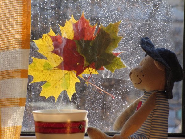 Дождливое утро осени