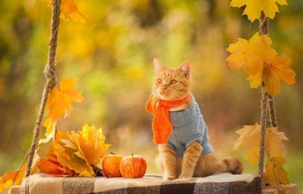 Осеннее настроение