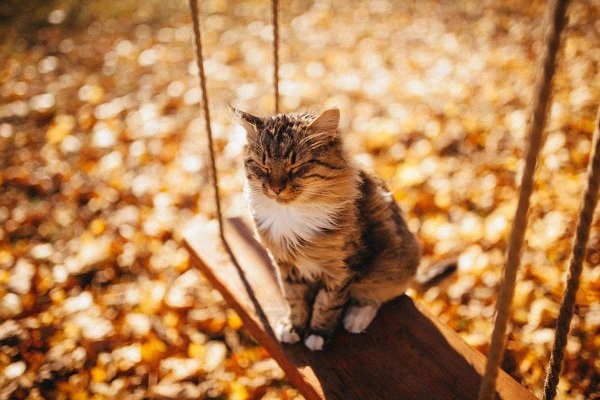 Осенний кот