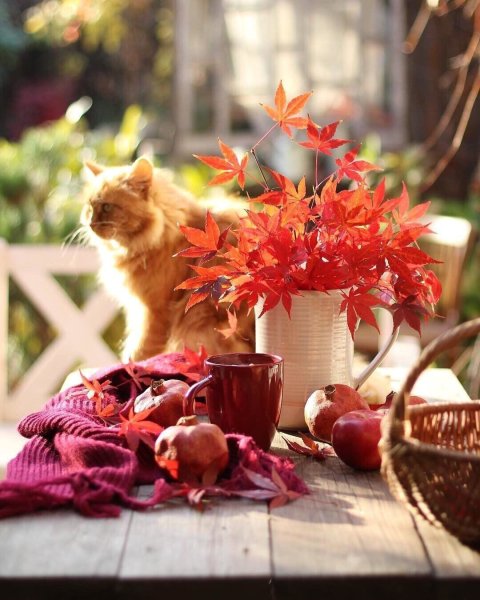 Тёплая осень