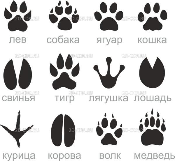 Следы животных с подписями