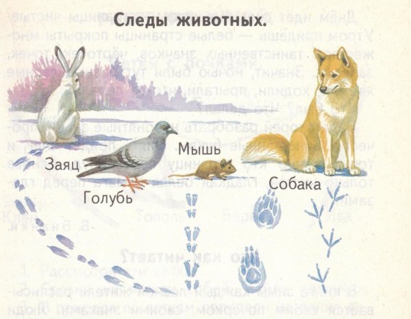 Следы животных на снегу