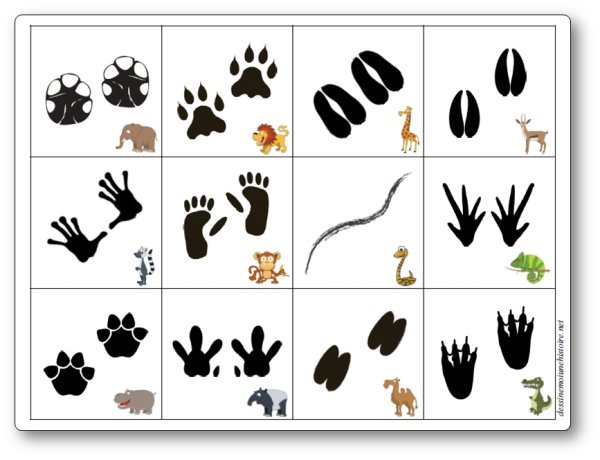 Следы животных с названиями