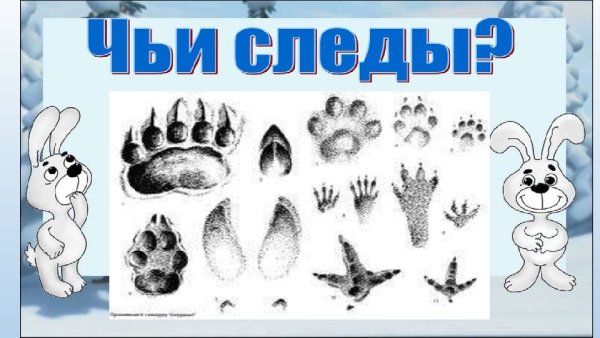 Следы животных для детей