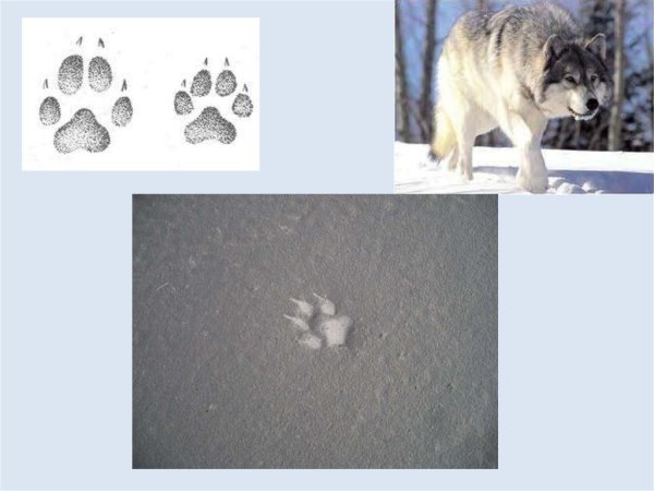 Следы зайца лисы медведя