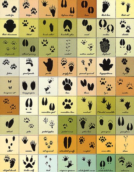 Отпечатки следов животных