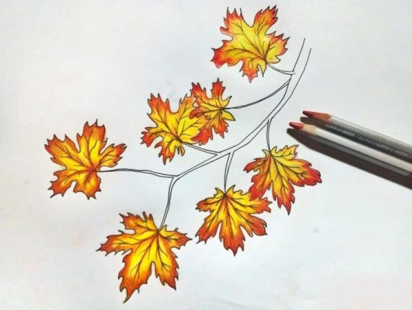 Ветка с кленовыми листьями рисунок