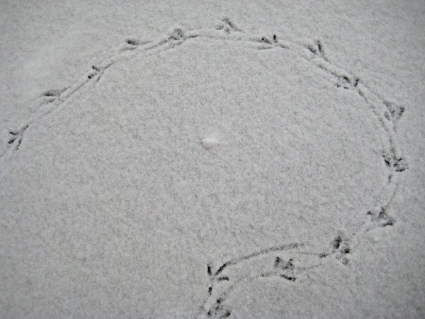 Следы сороки на снегу