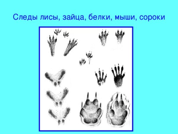 Следы животных заяц