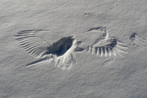 Следы ворона на снегу