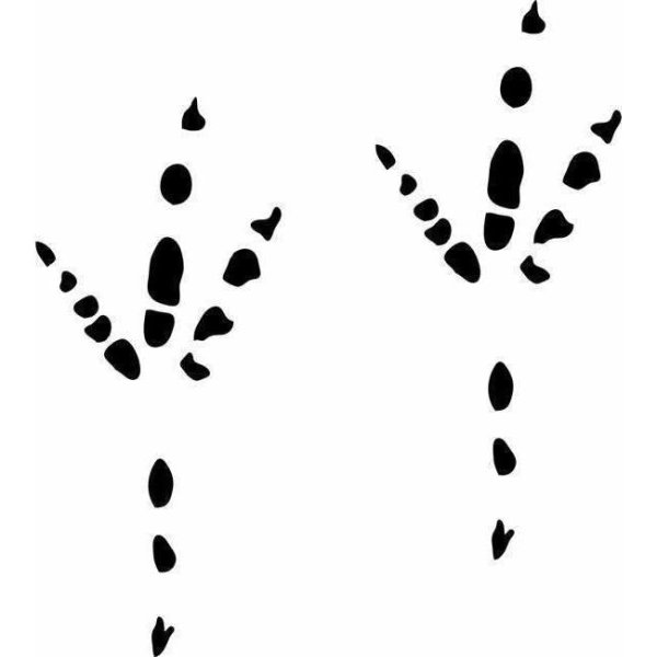 Следы зайца