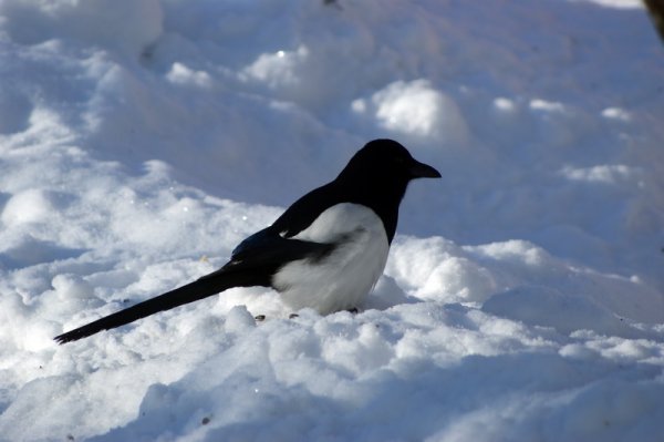 Зимующие птицы сорока