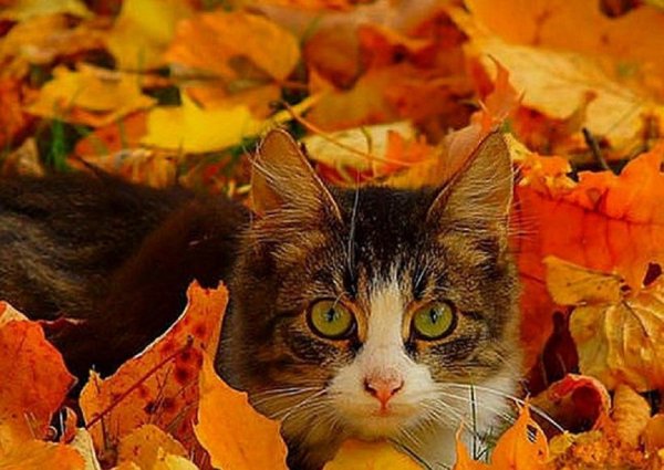 Кот в листве
