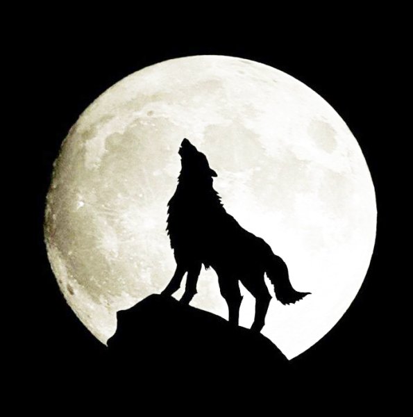 Силуэт волка воющего на луну
