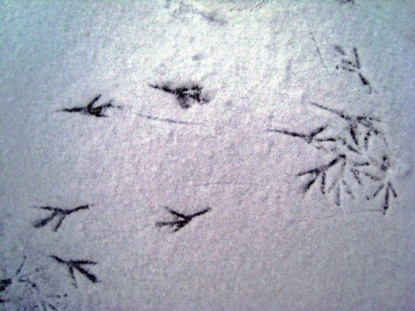 Птичьи следы