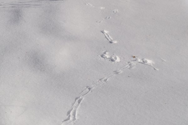 Следы синицы на снегу