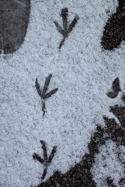 Следы птиц на снегу