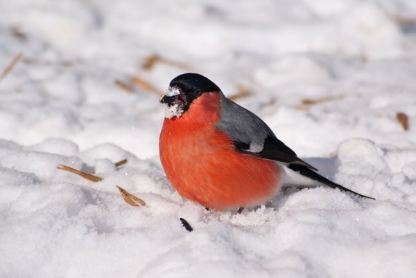 Снегири на снегу