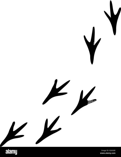 Отпечатки лап птиц