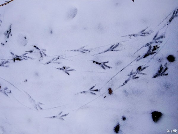 Следы зимующих птиц