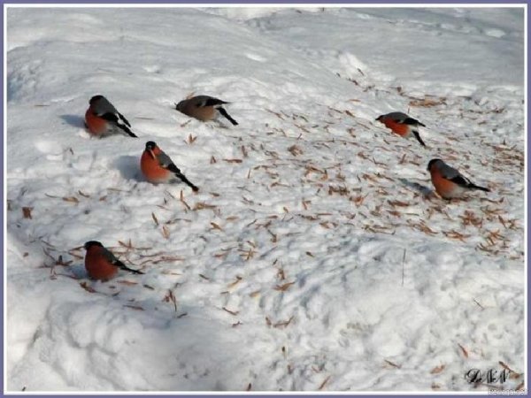 Следы снегиря на снегу