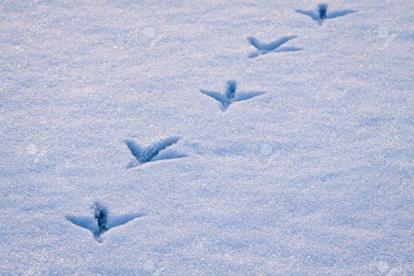 Следы галки на снегу