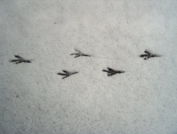 Следы вороны на снегу