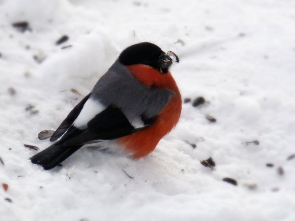 Снегирь зимой для детей