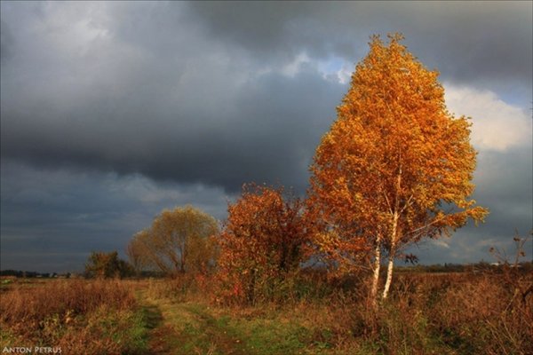 Осенние березы на ветру