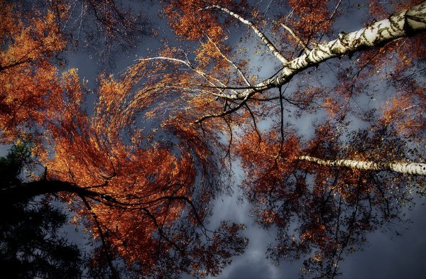 Ветер в осеннем лесу