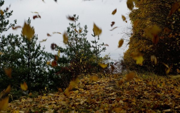 Осенний ветер