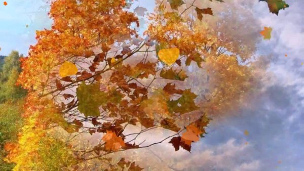 Листопад сильный ветер