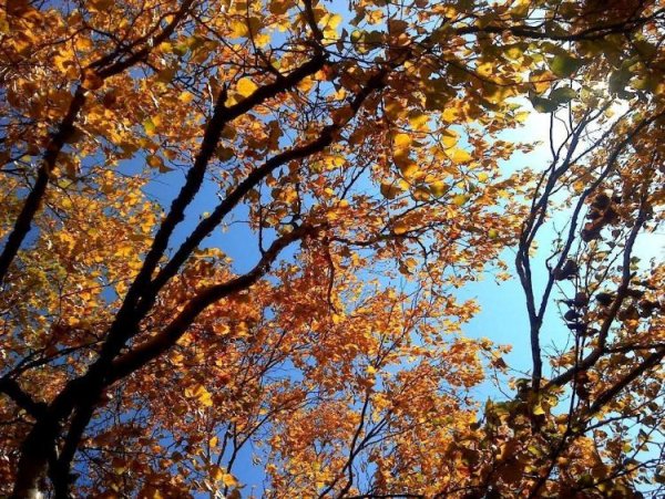 Осень ветер