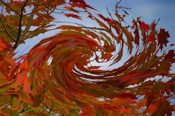 Вихрь из осенних листьев