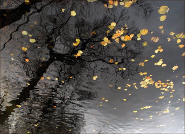 Желтый дождь