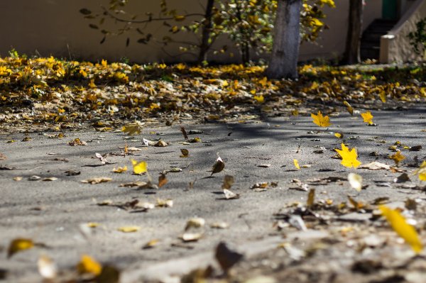 Осень ветер