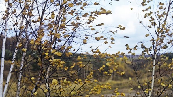 Осень ветер