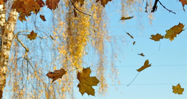 Листья падают с деревьев
