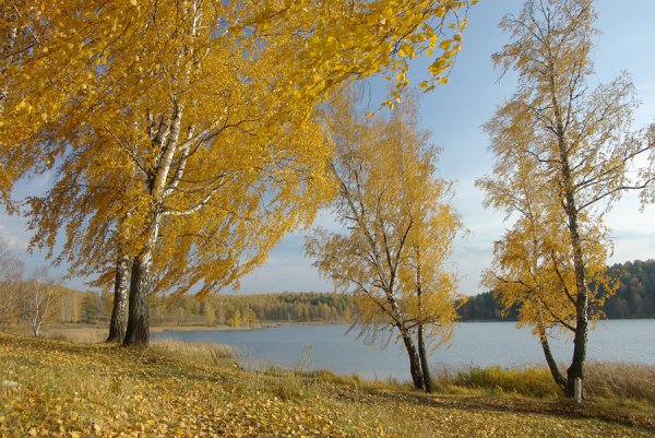 Осенняя береза