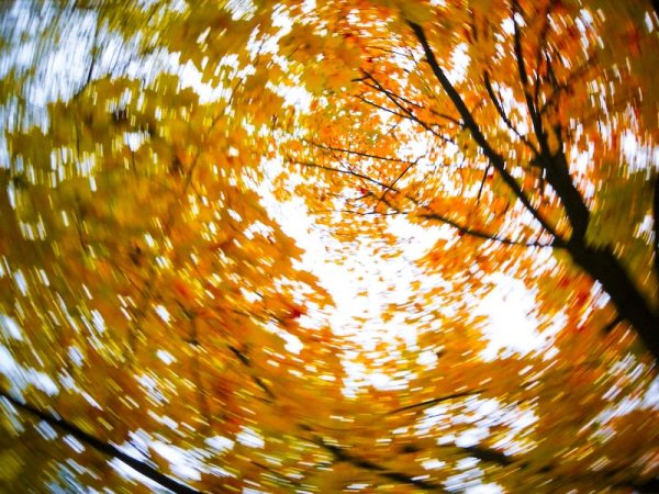 Листья кружатся