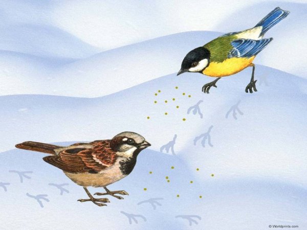 Следы синички на снегу