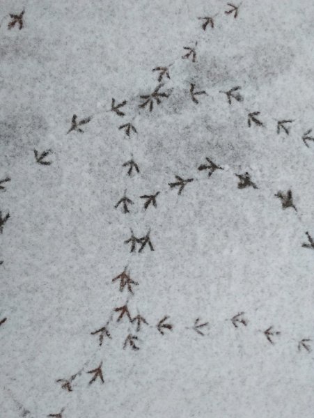 Следы вороны