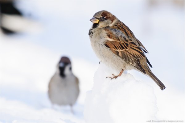 Домовый Воробей