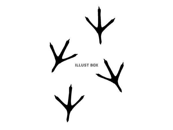 Следы голубя