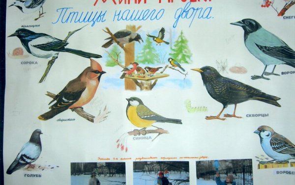 Следы птицы вороны