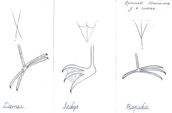 Следы птиц зимующих для дошкольников