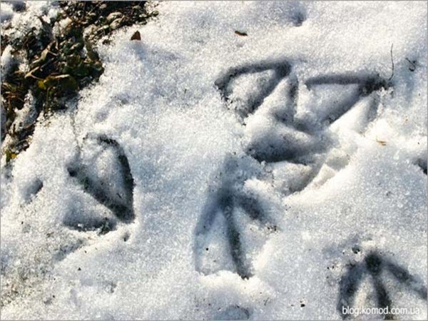 Следы гуся на снегу