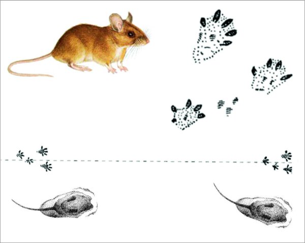 Следы на снегу мыши полевки