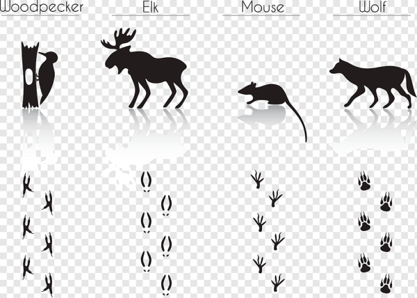 Следы животных на снегу мышь